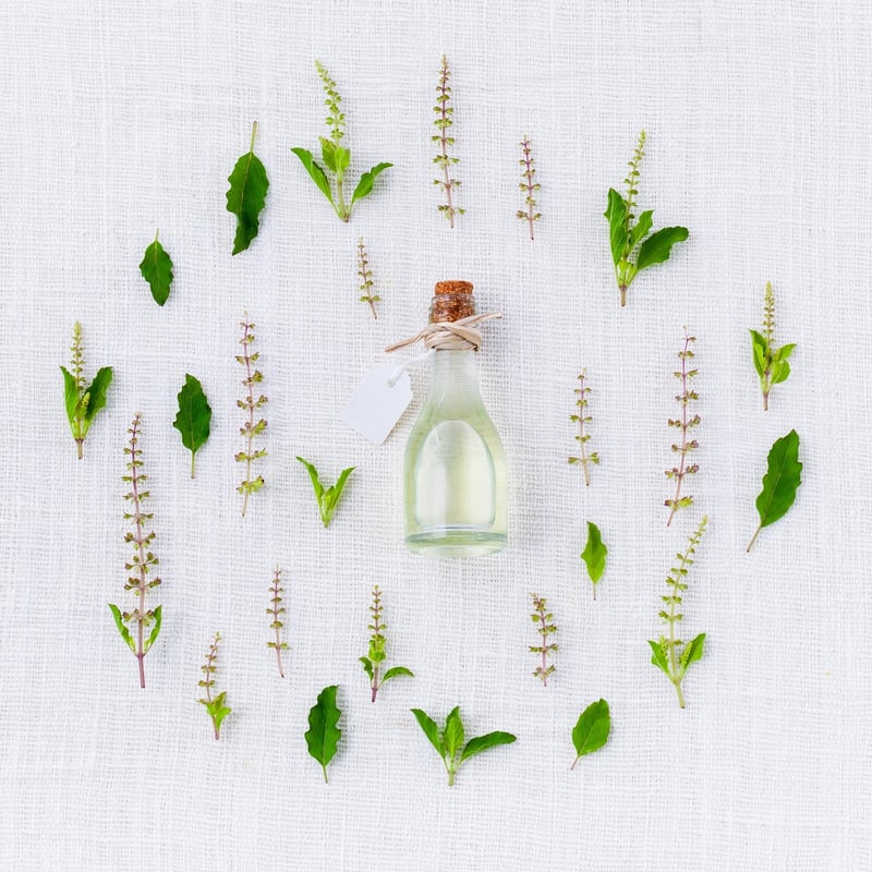 Basil Herb